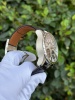 Roger Dubuis Excalibur Double Tourbillon Ex45 01 9